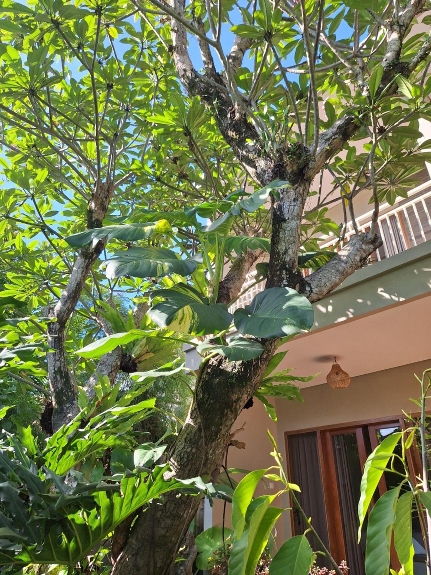 Kasapa Inn อูบุด ภายนอก รูปภาพ